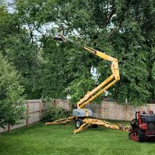 Best Arborist Consultation Services  in Hollymead, VA