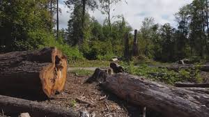Best Storm Damage Tree Cleanup  in Hollymead, VA