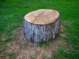 Best Stump Grinding and Removal  in Hollymead, VA