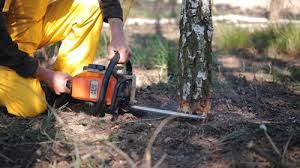 Best Utility Line Clearance  in Hollymead, VA