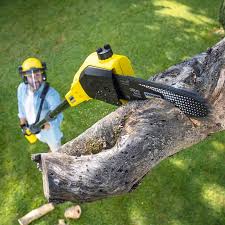 Best Tree Trimming and Pruning  in Hollymead, VA