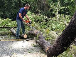 Best Tree Mulching  in Hollymead, VA