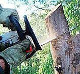 Best Tree and Shrub Care  in Hollymead, VA
