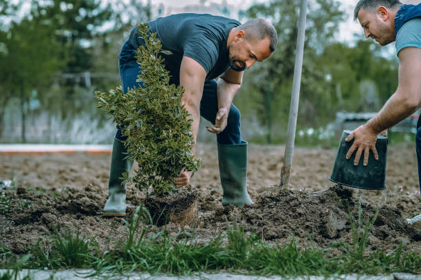 Best Grass Overseeding  in Hollymead, VA
