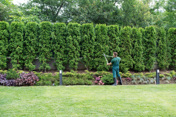 Best Lawn Renovation and Restoration  in Hollymead, VA