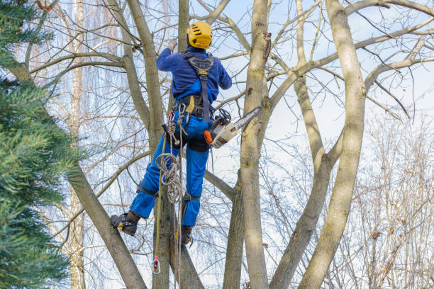 Best Commercial Tree Services  in Hollymead, VA
