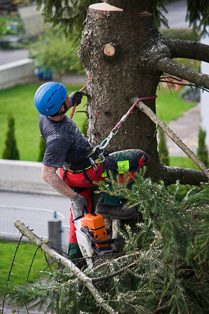 Best Tree Risk Assessment  in Hollymead, VA