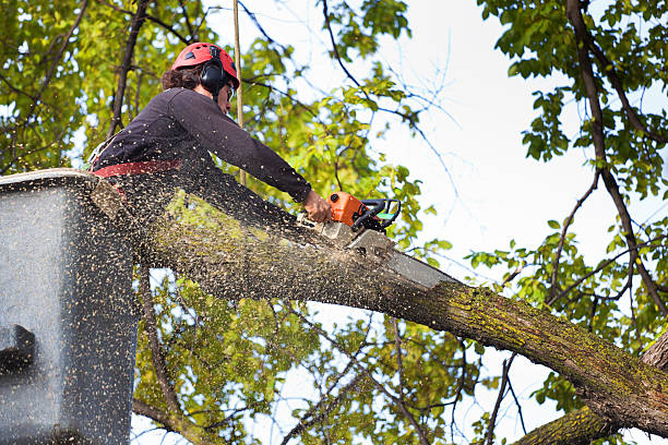 Reliable Hollymead, VA Tree Services Solutions