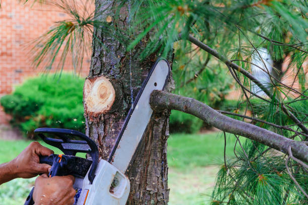 How Our Tree Care Process Works  in  Hollymead, VA